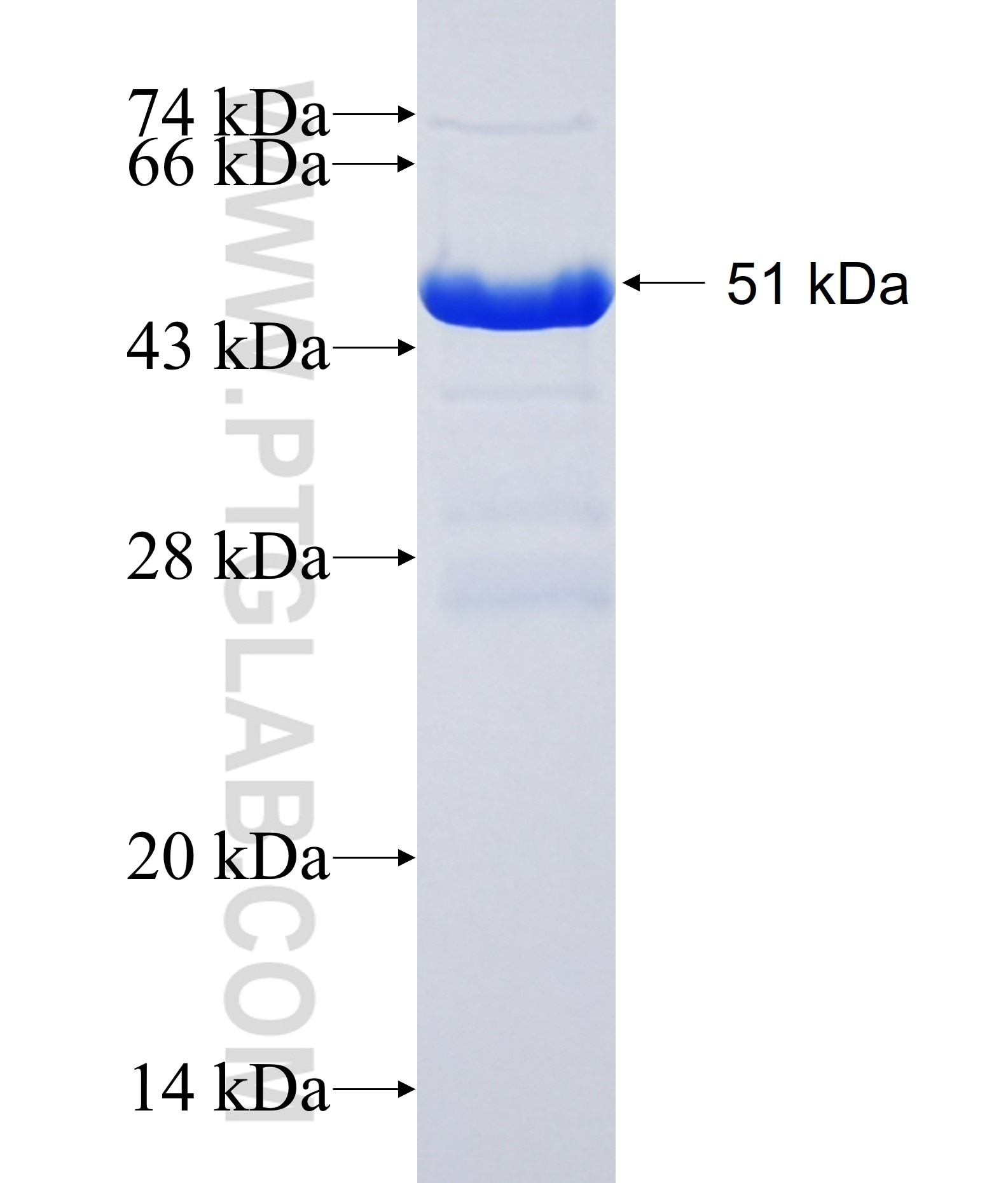 A2BP1 fusion protein Ag18527 SDS-PAGE