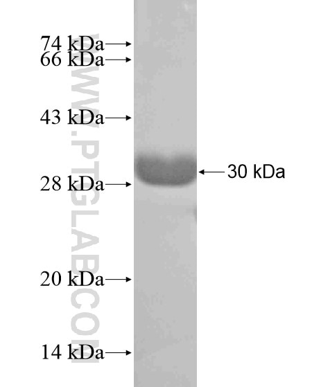 A2BP1 fusion protein Ag18629 SDS-PAGE