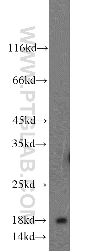 Western Blot (WB) analysis of mouse lung tissue using A2LD1 Polyclonal antibody (23280-1-AP)
