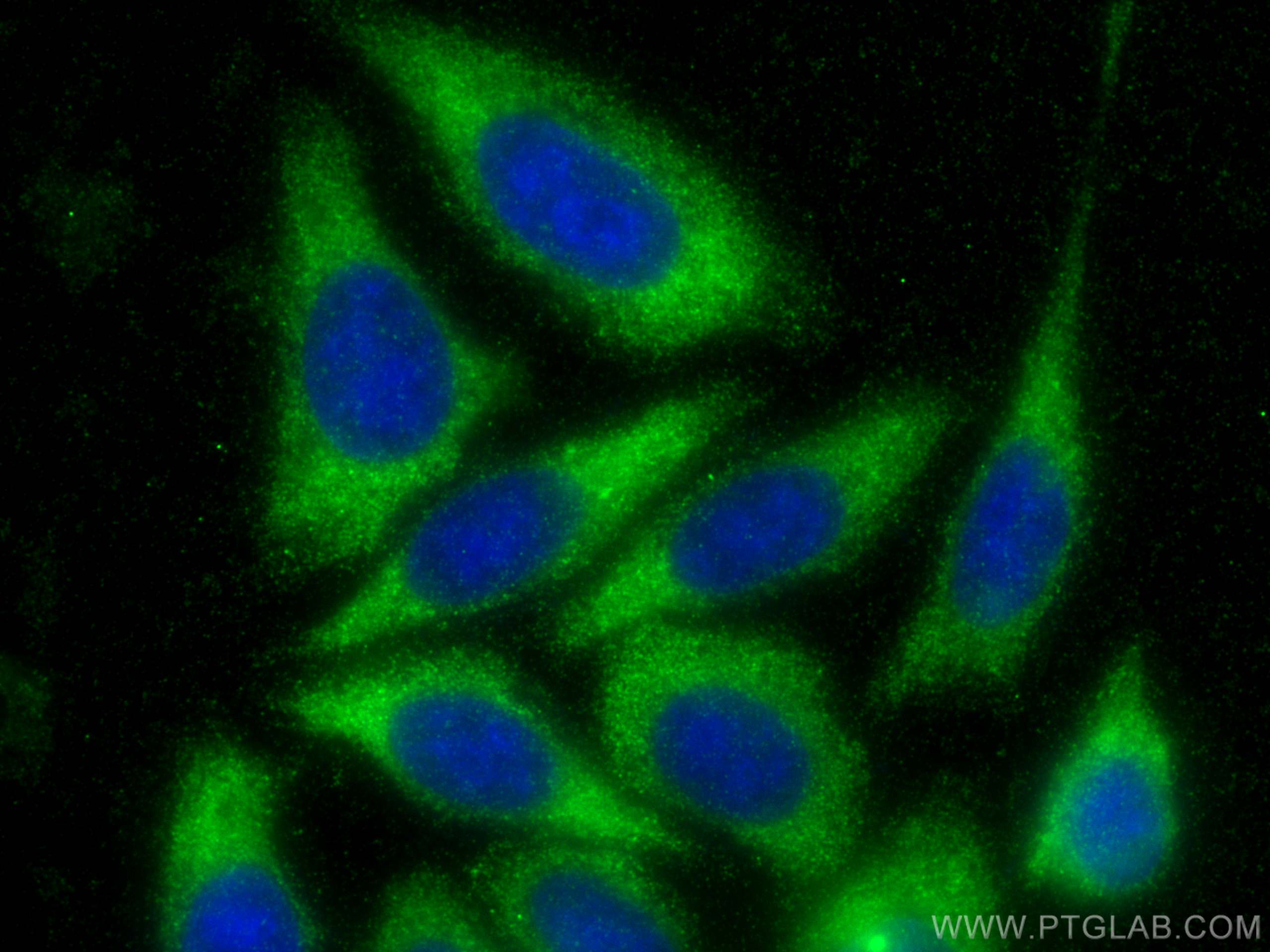 Immunofluorescence (IF) / fluorescent staining of HepG2 cells using Alpha-2-Macroglobulin Polyclonal antibody (13545-1-AP)