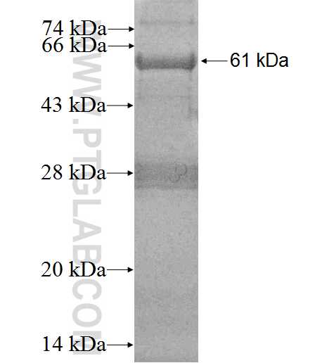 A4GALT fusion protein Ag3069 SDS-PAGE