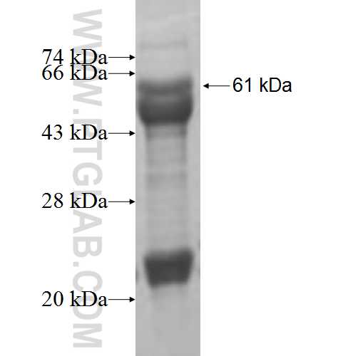AAAS fusion protein Ag7211 SDS-PAGE