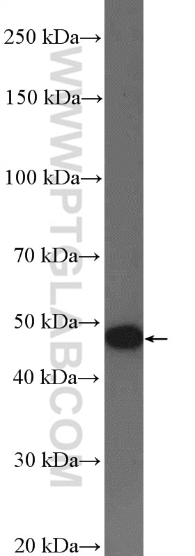 Western Blot (WB) analysis of mouse lung tissue using AADAC Polyclonal antibody (26634-1-AP)