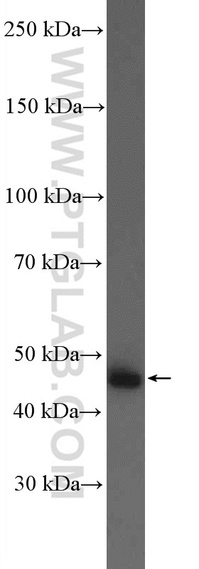 Western Blot (WB) analysis of mouse colon tissue using AADAC Polyclonal antibody (26634-1-AP)