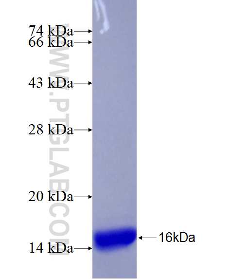 AADAC fusion protein Ag24365 SDS-PAGE