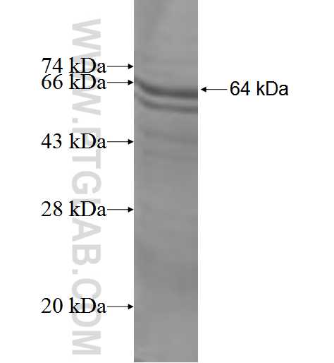 AADACL1 fusion protein Ag5932 SDS-PAGE