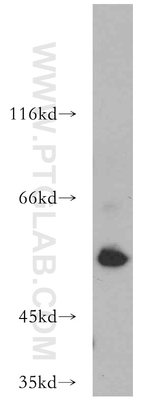 Western Blot (WB) analysis of mouse lung tissue using AAMP Polyclonal antibody (21220-1-AP)