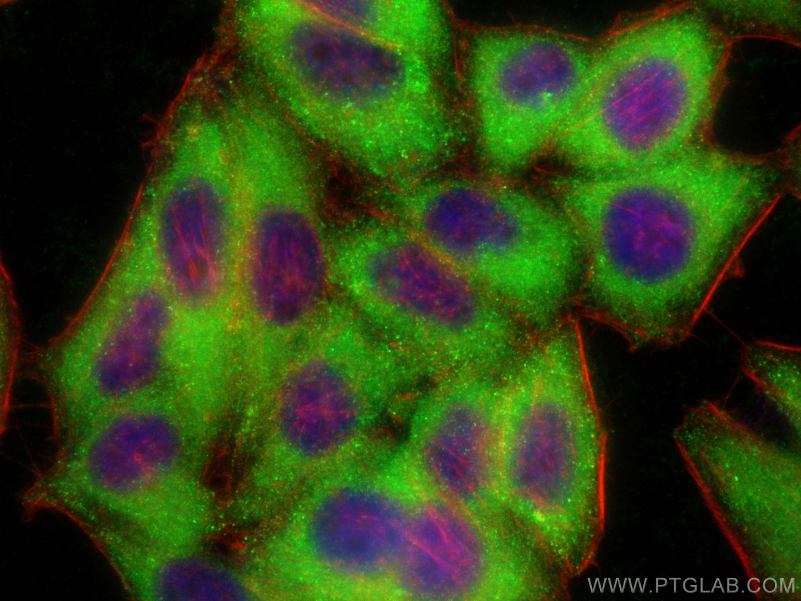 Immunofluorescence (IF) / fluorescent staining of HepG2 cells using AlaRS Polyclonal antibody (17394-1-AP)