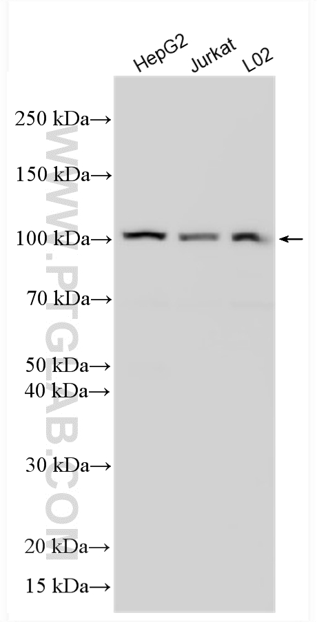 Western Blot (WB) analysis of various lysates using AlaRS Polyclonal antibody (17394-1-AP)