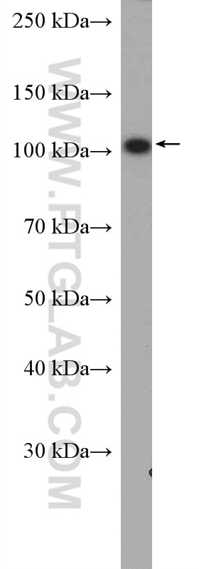 Western Blot (WB) analysis of HepG2 cells using AlaRS Polyclonal antibody (17394-1-AP)