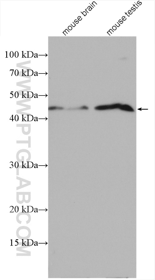 Western Blot (WB) analysis of various lysates using AARSD1 Polyclonal antibody (14900-1-AP)