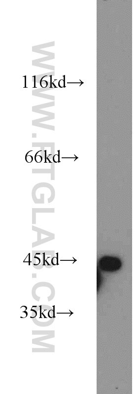 Western Blot (WB) analysis of mouse brain tissue using AARSD1 Polyclonal antibody (14900-1-AP)
