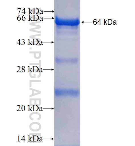 AARSD1 fusion protein Ag6692 SDS-PAGE