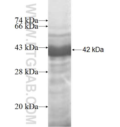 AARSD1 fusion protein Ag7014 SDS-PAGE