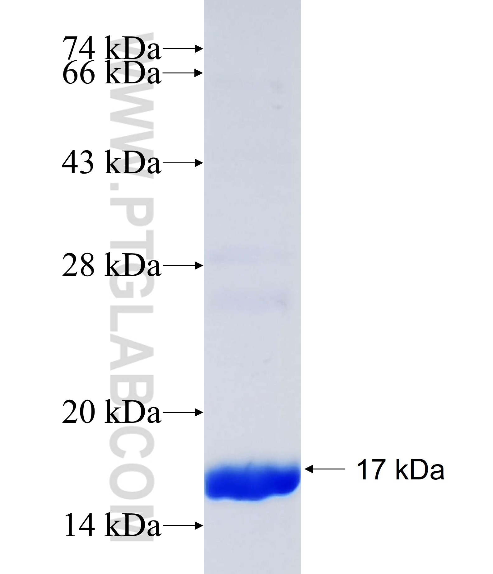 AASS fusion protein Ag35110 SDS-PAGE