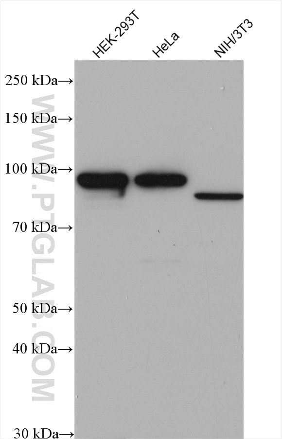 Western Blot (WB) analysis of various lysates using AATF Polyclonal antibody (10282-1-AP)