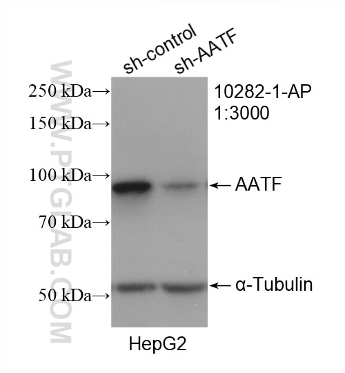 Western Blot (WB) analysis of HepG2 cells using AATF Polyclonal antibody (10282-1-AP)