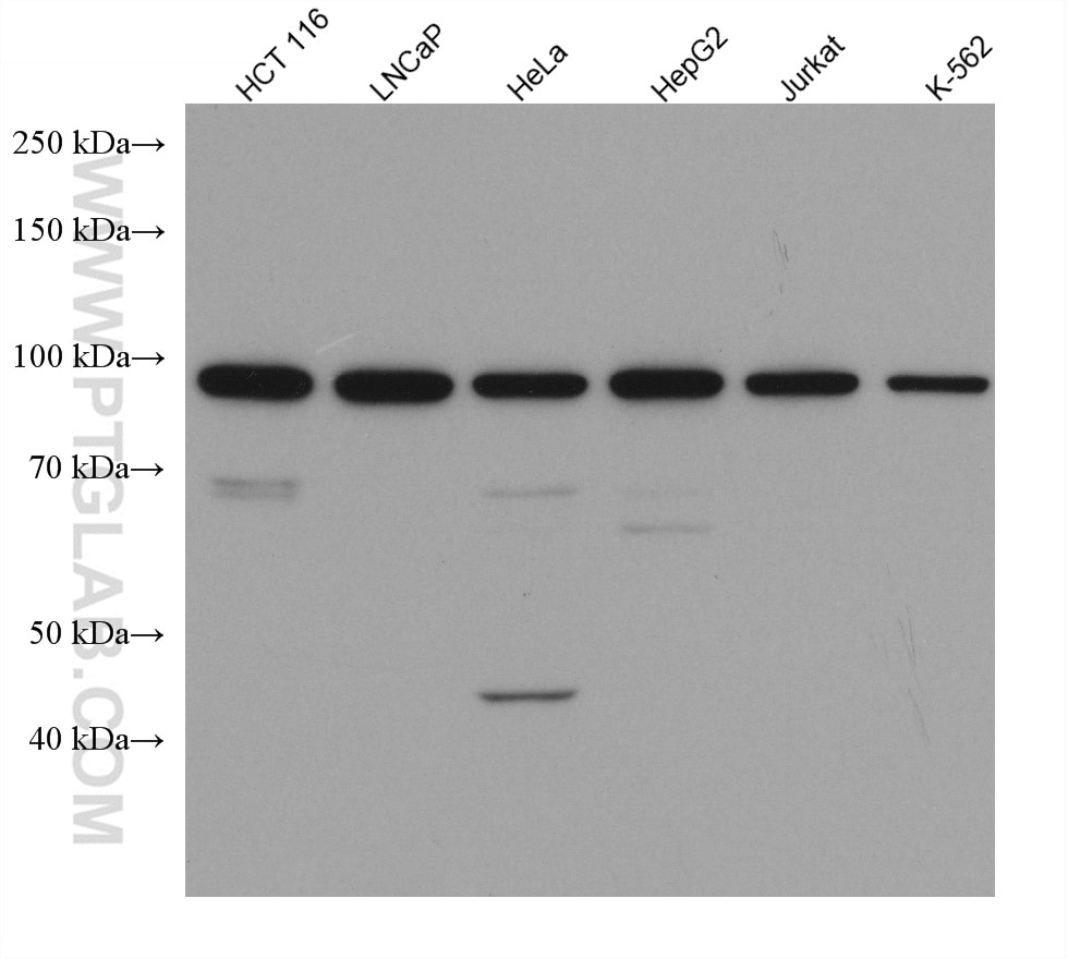 Western Blot (WB) analysis of various lysates using AATF Monoclonal antibody (67868-1-Ig)