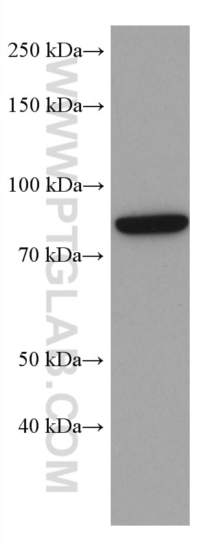 Western Blot (WB) analysis of Neuro-2a cells using AATF Monoclonal antibody (67868-1-Ig)