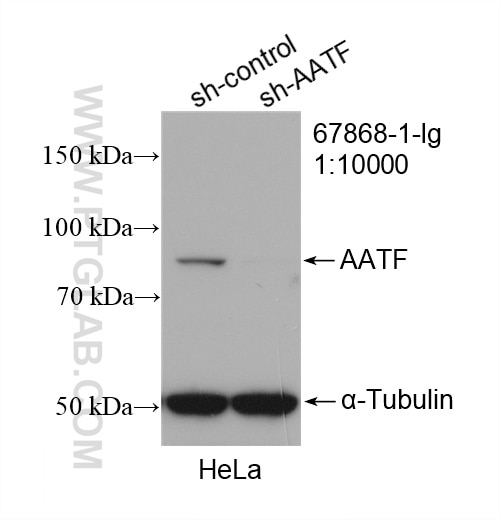 Western Blot (WB) analysis of HepG2 cells using AATF Monoclonal antibody (67868-1-Ig)