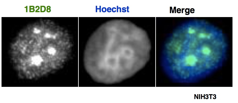 AATF / Che-1 antibody (mAb) tested by immunofluorescence. Left: Formaldehyde-fixed NIH3T3 cells stained with AATF / Che-1 antibody. Center: same cells stained with Hoechst (DNA stain). Right: merge of images.