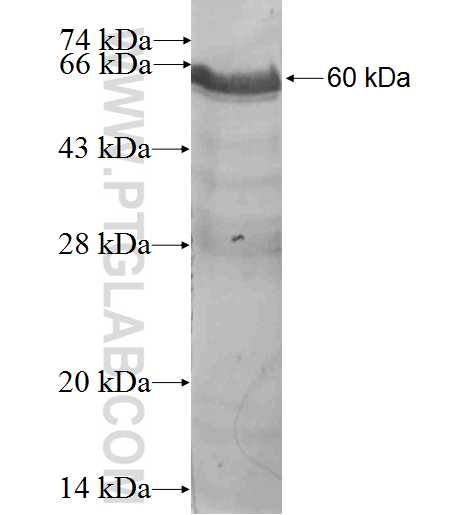 AATF fusion protein Ag0195 SDS-PAGE