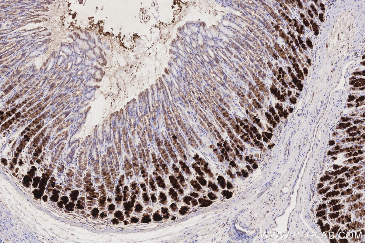 Immunohistochemical analysis of paraffin-embedded rat stomach tissue slide using 26564-1-AP (ABCA1 antibody) at dilution of 1:1000 (under 10x lens). Heat mediated antigen retrieval with Tris-EDTA buffer (pH 9.0). Immunohistochemistry (IHC) staining of rat stomach tissue using ABCA1 Polyclonal antibody (26564-1-AP)