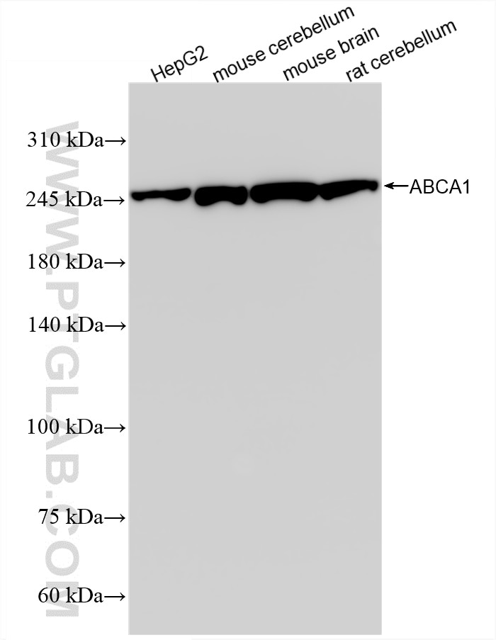 WB analysis using 85434-3-RR (same clone as 85434-3-PBS) Western Blot (WB) analysis of various lysates using ABCA1 Recombinant monoclonal antibody (85434-3-RR)