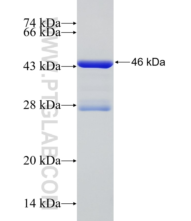 ABCA1 fusion protein Ag24055 SDS-PAGE