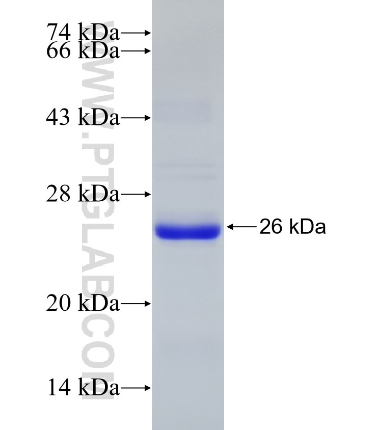 ABCA1 fusion protein Ag24118 SDS-PAGE