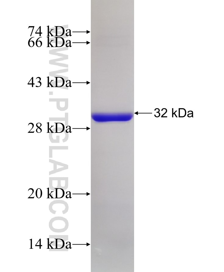 ABCA1 fusion protein Ag25854 SDS-PAGE
