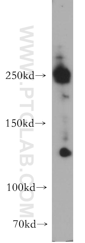 WB analysis of HepG2 using 20681-1-AP