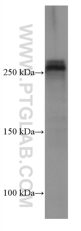 Western Blot (WB) analysis of pig brain tissue using ABCA7 Monoclonal antibody (67128-1-Ig)