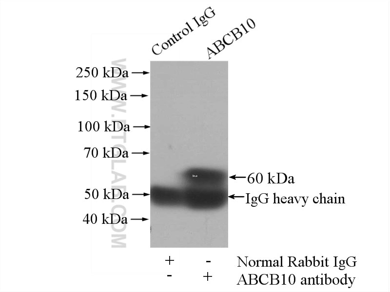 Immunoprecipitation (IP) experiment of K-562 cells using ABCB10 Polyclonal antibody (14628-1-AP)