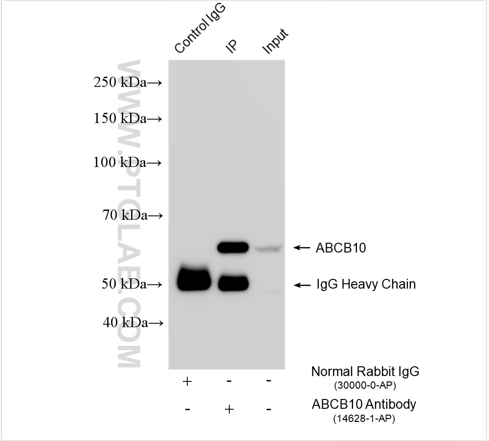 Immunoprecipitation (IP) experiment of K-562 cells using ABCB10 Polyclonal antibody (14628-1-AP)