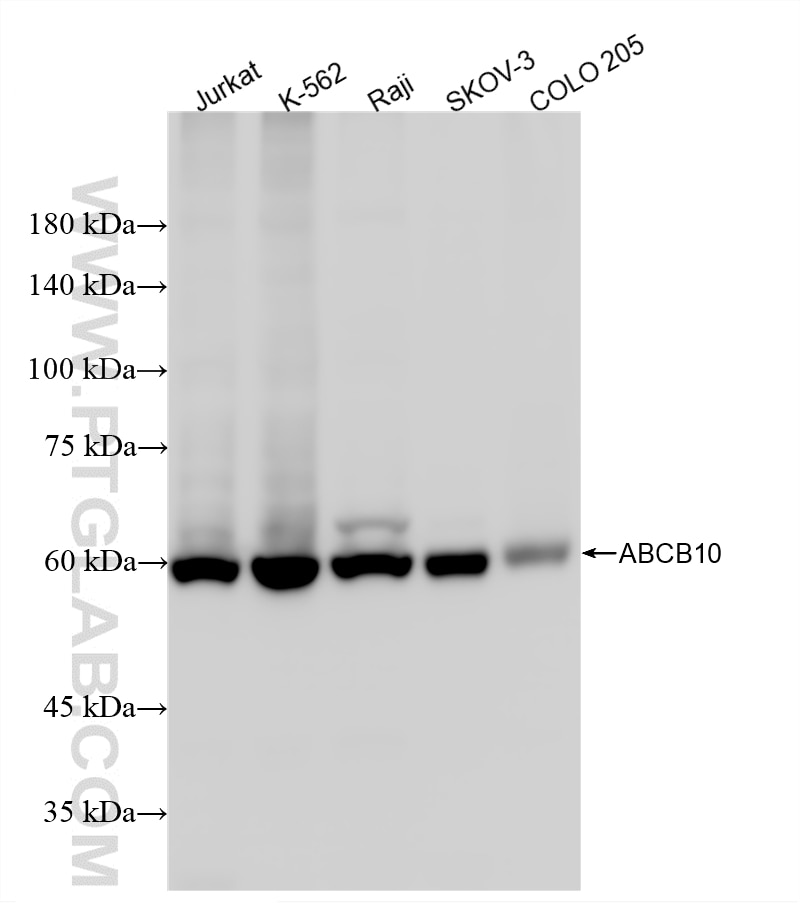 WB analysis using 86853-1-RR Western Blot (WB) analysis of various lysates using ABCB10 Recombinant monoclonal antibody (86853-1-RR)