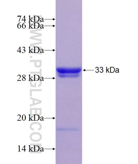 ABCB10 fusion protein Ag6298 SDS-PAGE