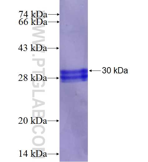 ABCC1 fusion protein Ag27048 SDS-PAGE