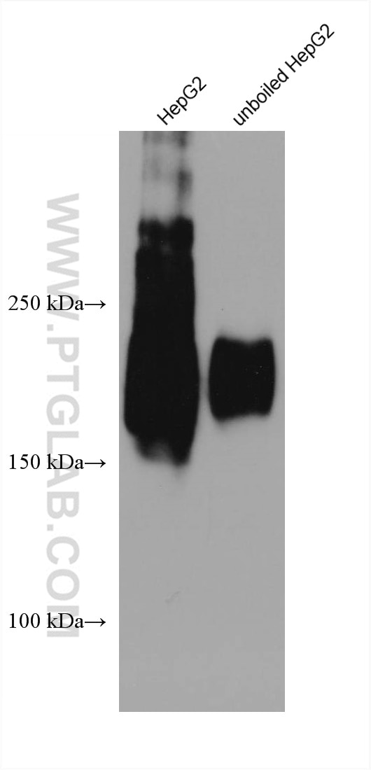 Western Blot (WB) analysis of various lysates using ABCC5 Monoclonal antibody (67955-1-Ig)