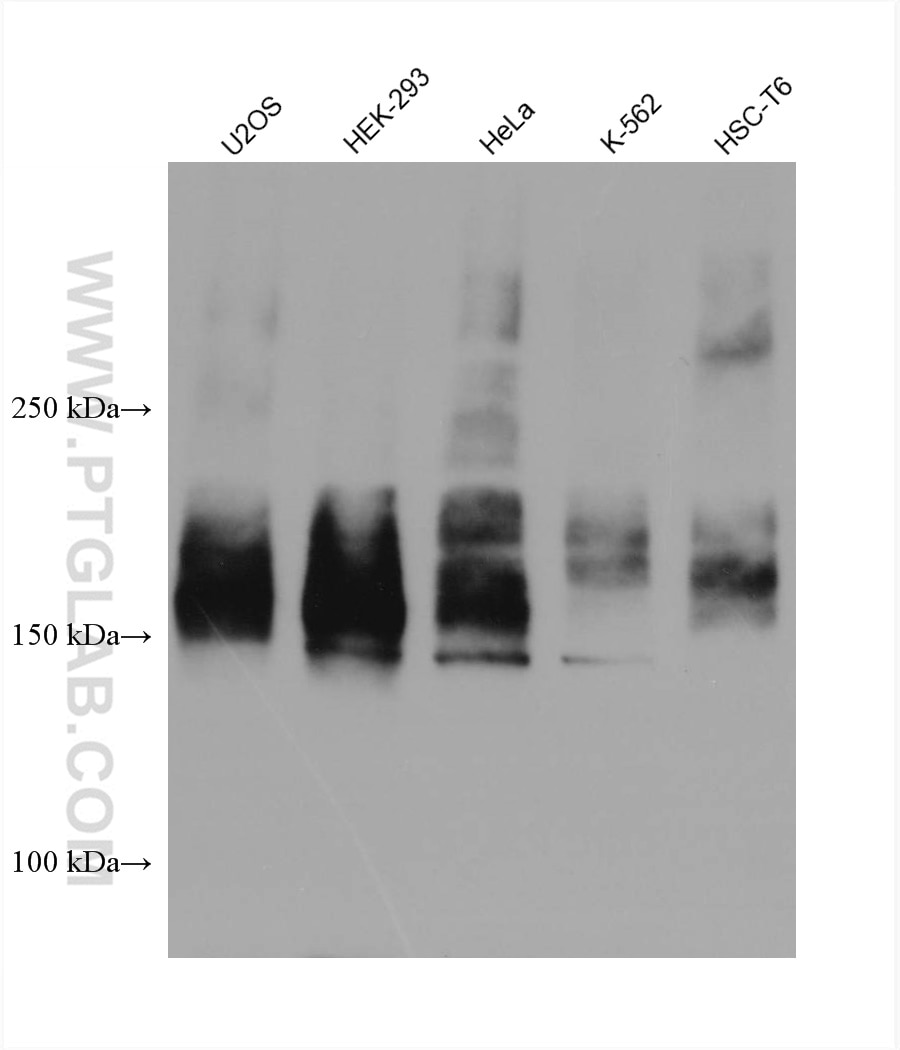 Western Blot (WB) analysis of various lysates using ABCC5 Monoclonal antibody (67955-1-Ig)