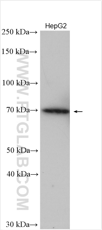 WB analysis of HepG2 using 18138-1-AP