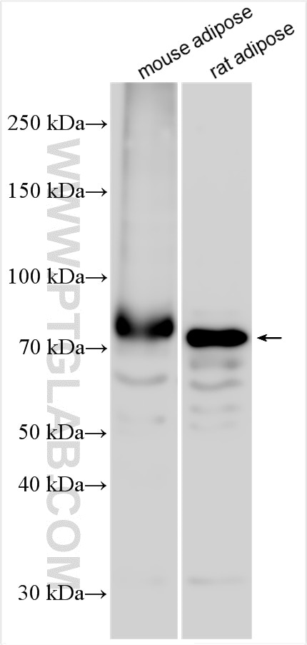 Western Blot (WB) analysis of various lysates using ABCD2 Polyclonal antibody (18179-1-AP)