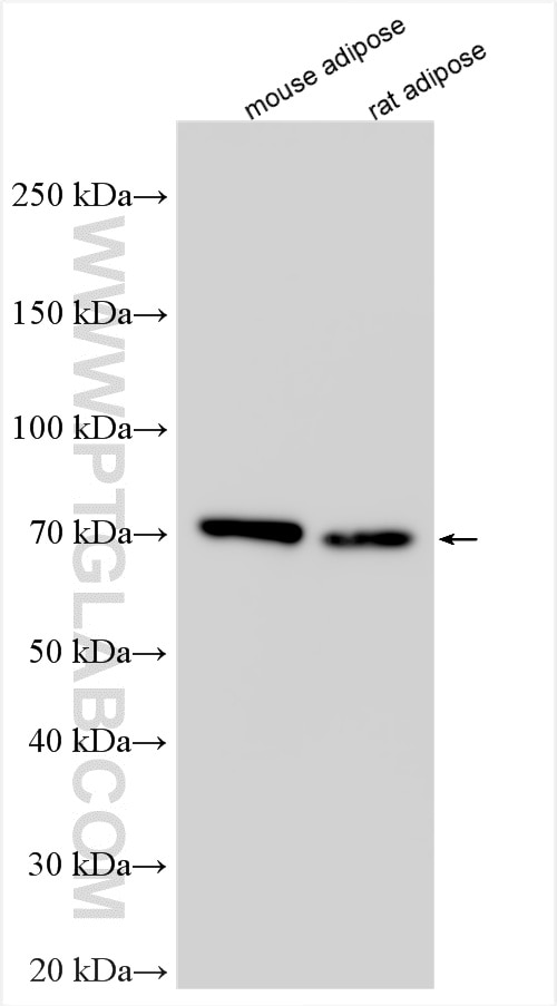 Western Blot (WB) analysis of various lysates using ABCD2 Polyclonal antibody (18179-1-AP)
