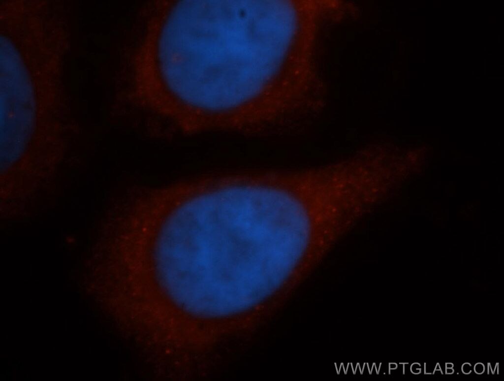 Immunofluorescence (IF) / fluorescent staining of HepG2 cells using ABCE1 Polyclonal antibody (14032-1-AP)