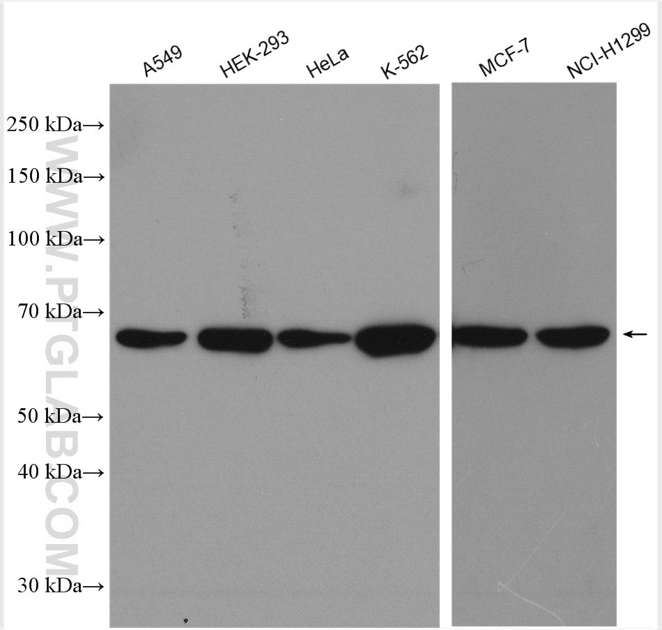 Western Blot (WB) analysis of various lysates using ABCE1 Polyclonal antibody (28548-1-AP)