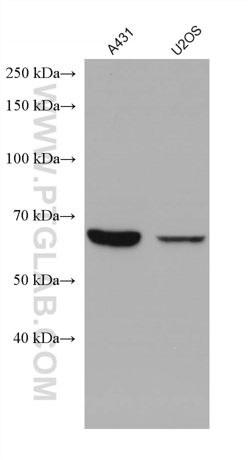 Western Blot (WB) analysis of various lysates using ABCE1 Monoclonal antibody (67960-1-Ig)