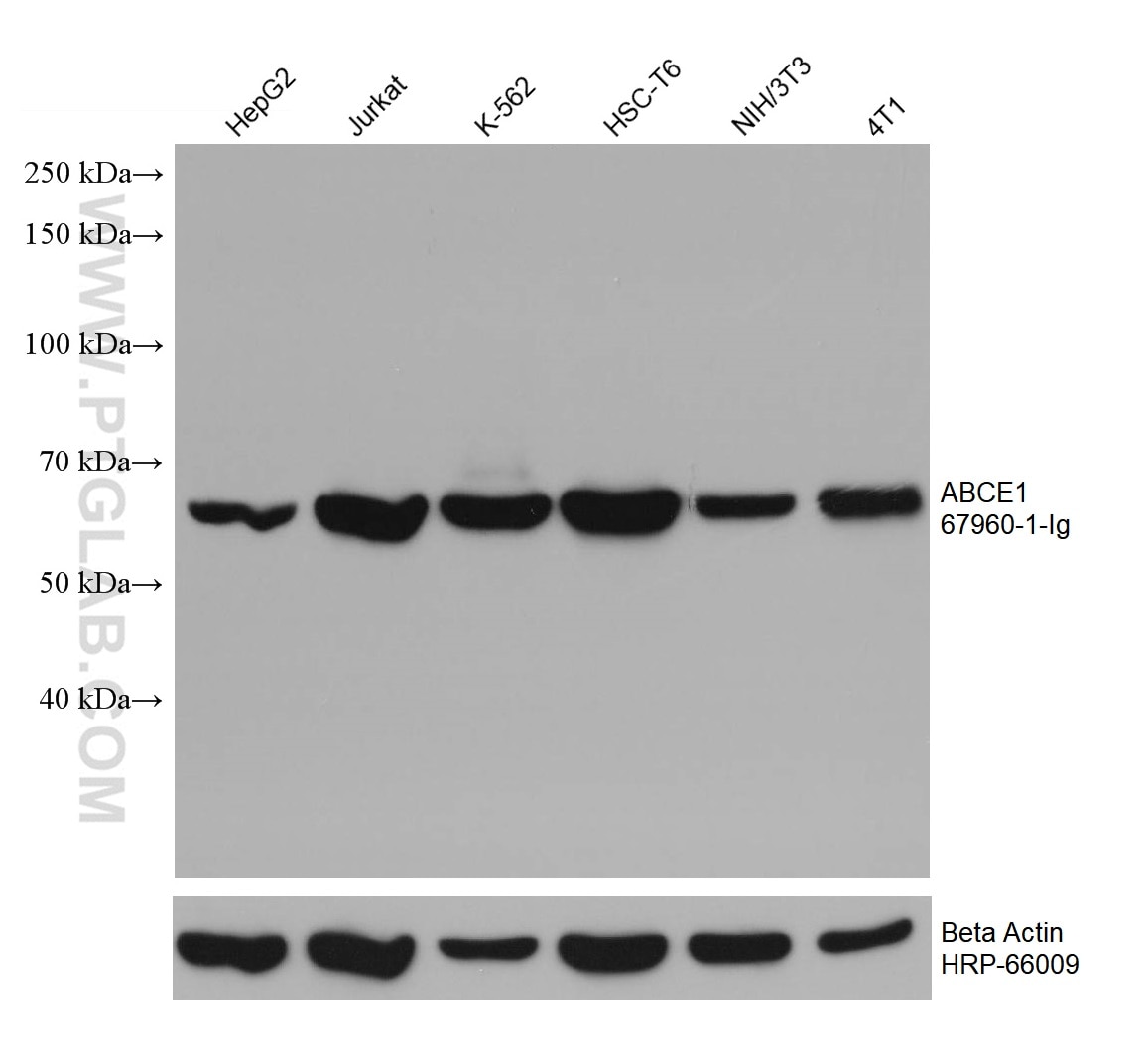 Western Blot (WB) analysis of various lysates using ABCE1 Monoclonal antibody (67960-1-Ig)