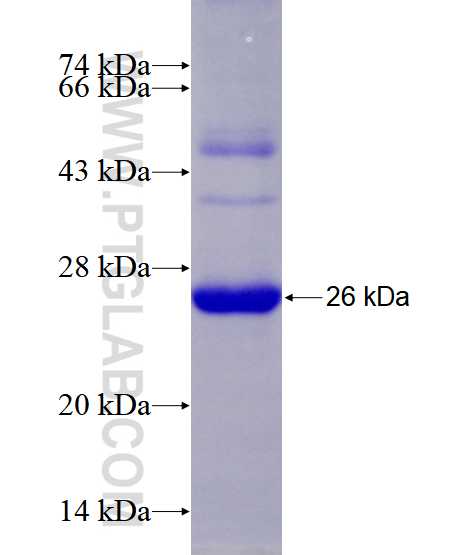 ABCE1 fusion protein Ag28493 SDS-PAGE