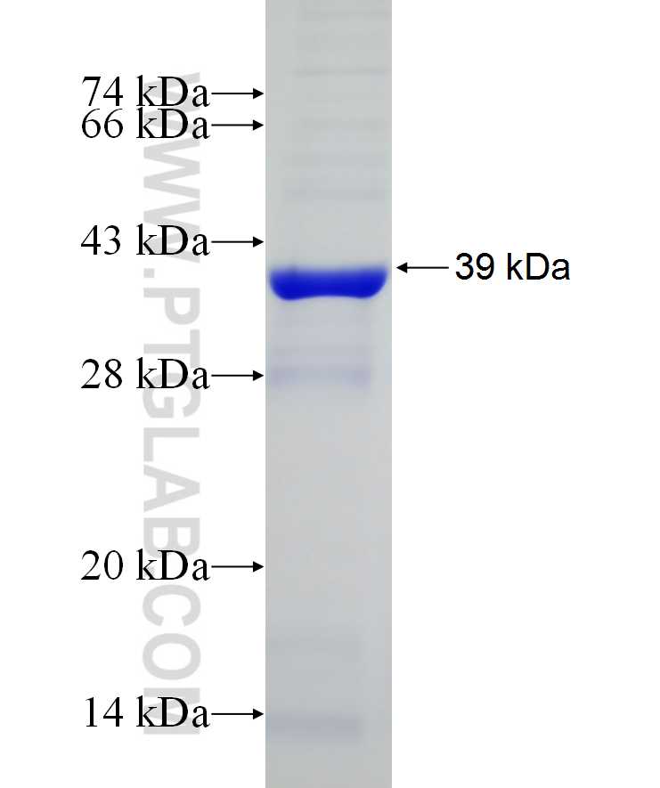 ABCE1 fusion protein Ag29724 SDS-PAGE