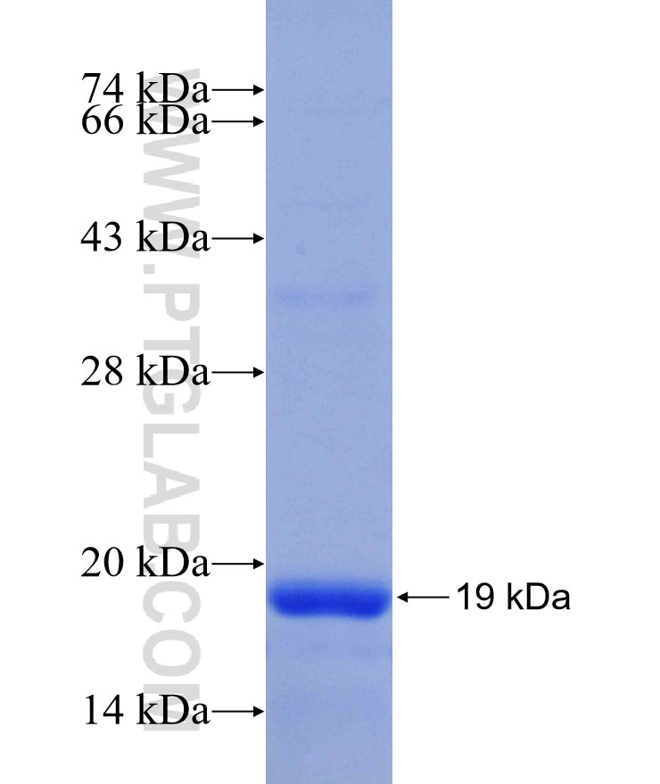 ABCE1 fusion protein Ag29741 SDS-PAGE